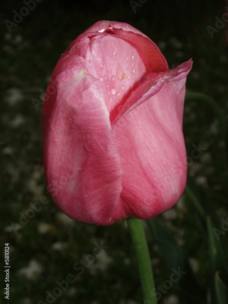 Obraz pink tulip