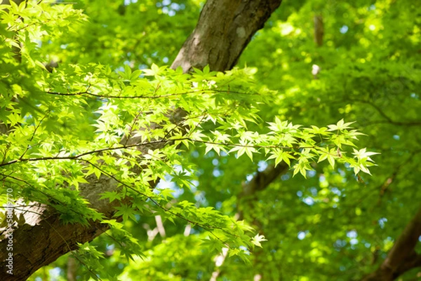 Fototapeta 初夏の日差し