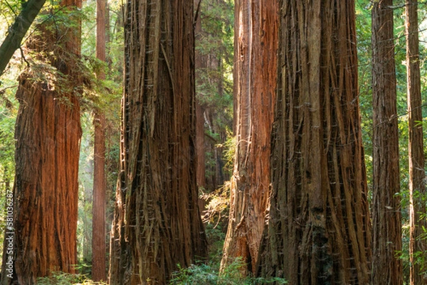 Obraz Light Through the Forest at Henry Cowell Redwoods State Park