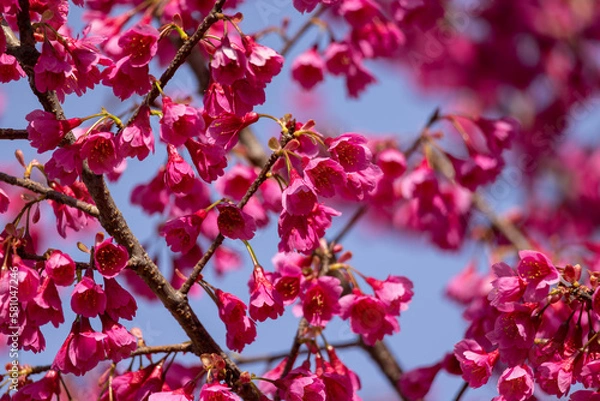 Obraz 一面のピンクの花