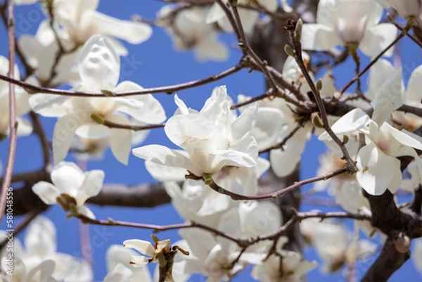 Obraz 満開のコブシの花