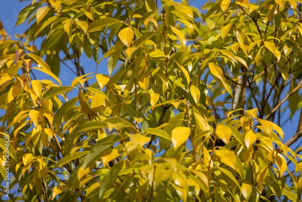 Fototapeta 一面の黄色い葉