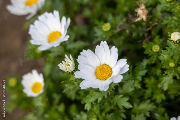 Obraz 可愛い白い花