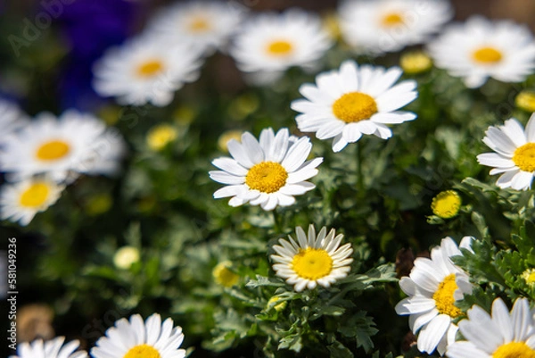 Obraz 可愛い白い花