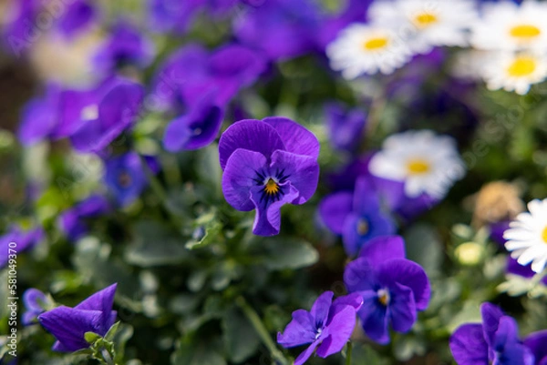 Obraz 可愛い紫の花