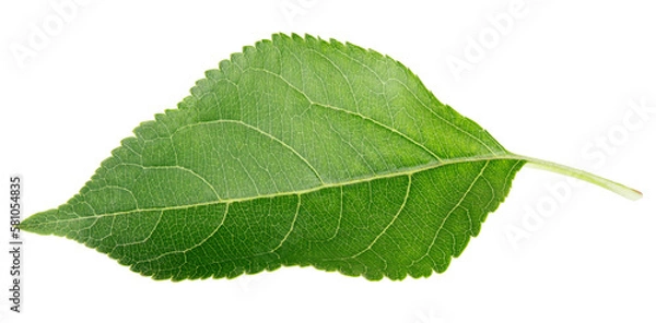 Obraz Green apple leaf isolated on transparent background