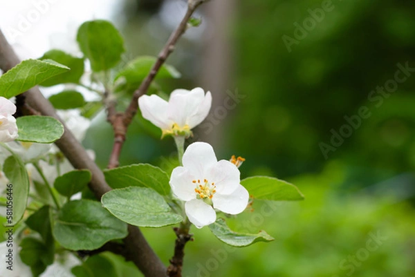 Obraz White apple blossoms on a branch against the background of green bushes
