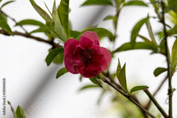 Obraz 赤い桃の花