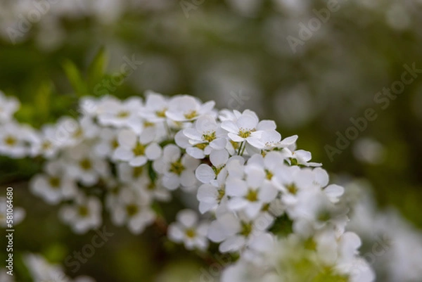 Obraz 満開のユキヤナギ