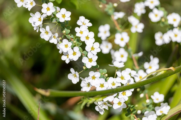 Obraz 満開のユキヤナギ