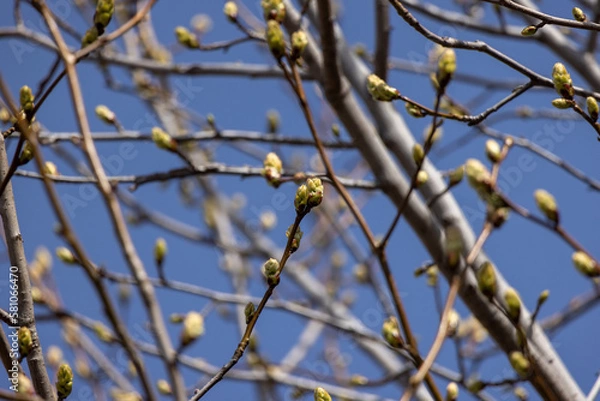 Obraz コブシの蕾