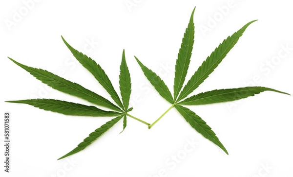 Obraz Marijuana leaf, two marijuana leaves on white background