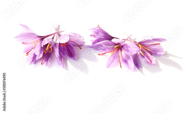 Obraz Floral pattern made of the pink saffron crocus. Flat lay, top view. Valentine's background. Floral pattern. The pattern of flowers. Flowers pattern texture.