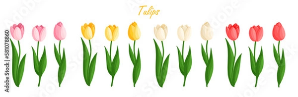 Fototapeta Tulips flowers set. Floral plants with bright petals. Botanical vector illustration on isolated background. Spring flowers for women's day, mother's day, easter and other holidays.