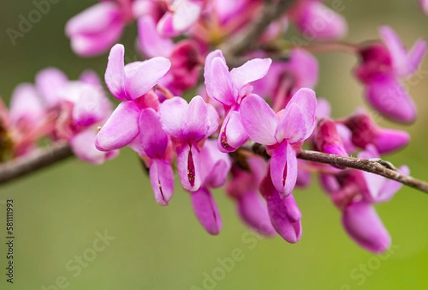 Obraz Cercis siliquastrum or Judas tree, ornamental tree blooming with beautiful pink colored flowers. Eastern redbud tree blossoms in spring time. Soft focus, blurred background. Spring in Israel