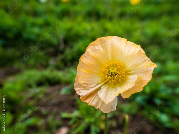 Obraz 花畑に咲いた一輪の花