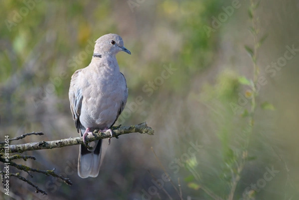 Fototapeta Eurasian collared dove (Streptopelia decaocto) perched side view