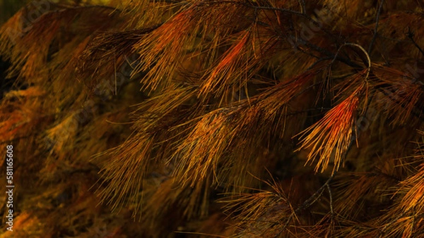 Obraz Pine tree needles