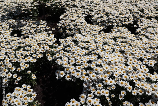 Obraz Flowers all over the world