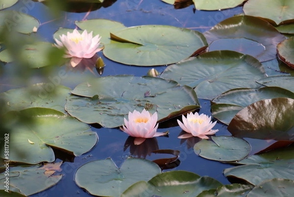 Obraz Flowers all over the world