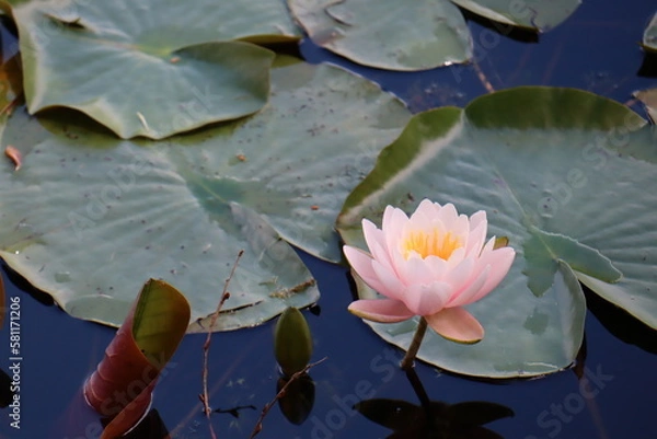 Obraz Flowers all over the world