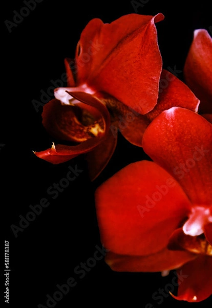 Obraz red orchid on black