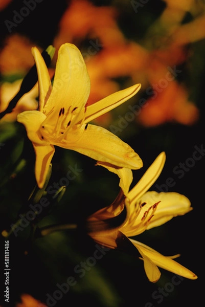 Obraz yellow lily flower