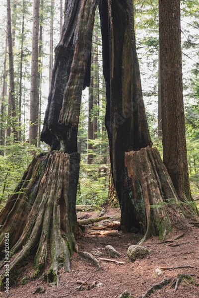 Fototapeta Lightning Strike