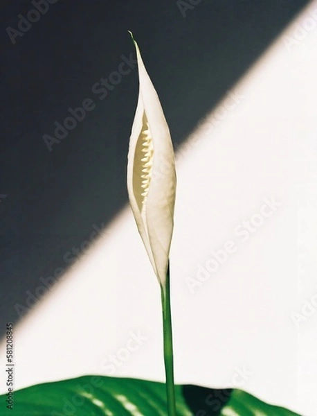 Obraz white calla lily
