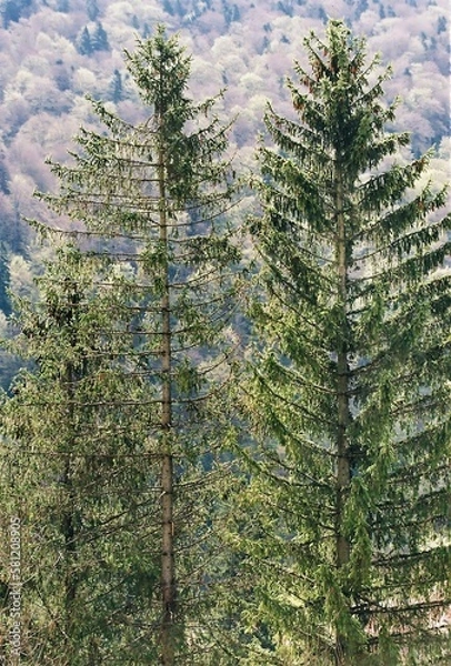 Obraz pine tree forest