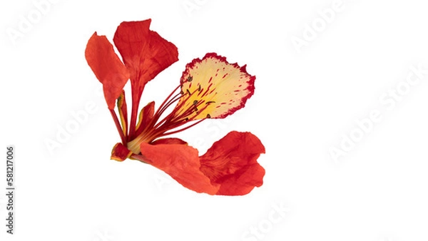 Obraz Poinciana regia or Delonix regia flowers isolated from background. The most common names are: royal poinciana, flamboyant, acacia rubra, phoenix flower, flame of the forest, or flame tree