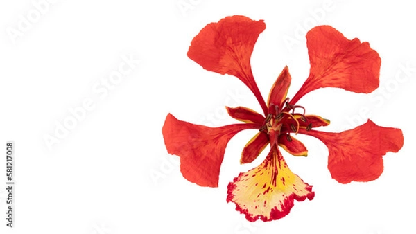 Fototapeta Poinciana regia or Delonix regia flowers isolated from background. The most common names are: royal poinciana, flamboyant, acacia rubra, phoenix flower, flame of the forest, or flame tree