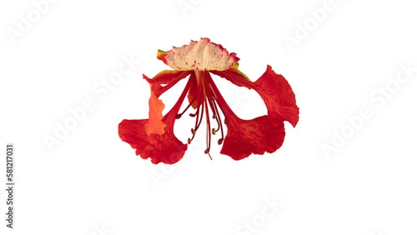 Fototapeta Poinciana regia or Delonix regia flowers isolated from background. The most common names are: royal poinciana, flamboyant, acacia rubra, phoenix flower, flame of the forest, or flame tree
