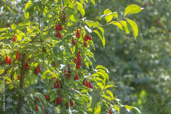 Obraz Cornus mas (cornel, Cornelian cherry, European cornel, Cornelian cherry dogwood), Natural farm products, Shallow depth of field