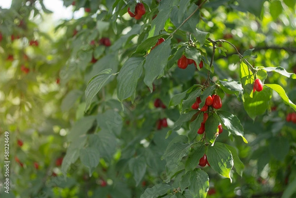Obraz Cornus mas (cornel, Cornelian cherry, European cornel, Cornelian cherry dogwood), on a blurred background of greenery on a sunny day. Shallow depth of field
