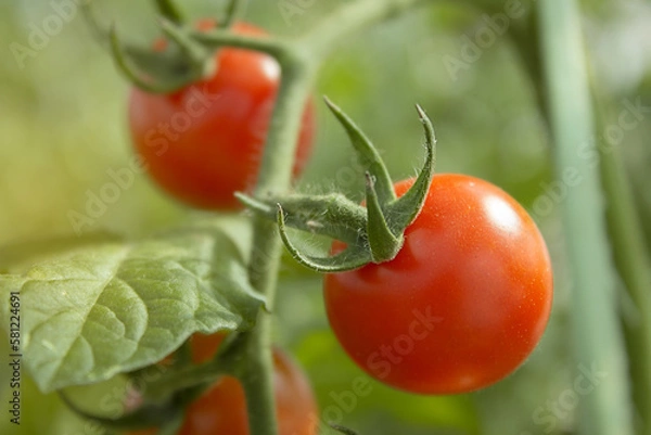 Obraz ripe red tomatoes in the organic garden on a blurred background of lush greenery on a sunny day.
