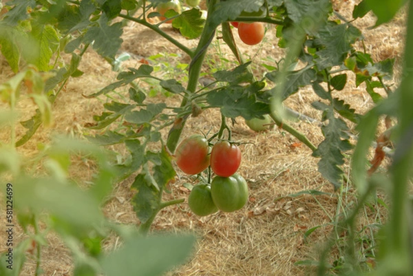 Obraz Ripe red tomatoes in the organic garden beds on a sunny day. Natural farm products, Selective focus Closeup