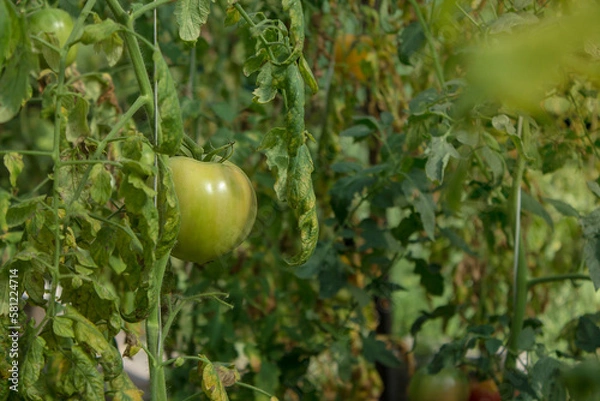 Obraz unripe tomatoes in the organic greenhouse, Shallow depth of field