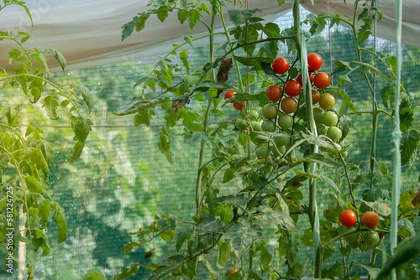 Obraz ripe and unripe red cherry tomatoes in the organic garden on a blurred background on a sunny day. Eco-friendly natural products, Rich harvest, Shallow depth of field