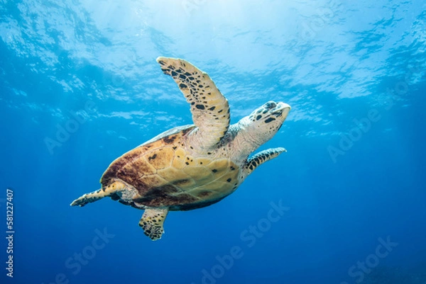 Fototapeta Hawksbill sea turtle, reef life of French Polynesia
