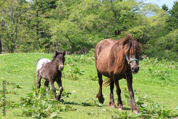 Fototapeta ポニーの親子