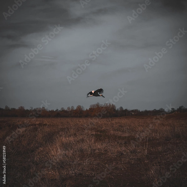 Fototapeta stork flying at sunset