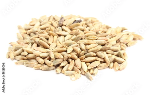 Obraz Rye grain isolated on white background