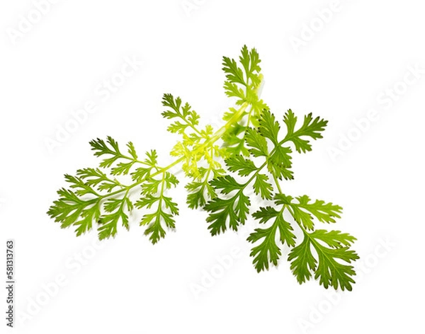 Obraz coriander leaves on a white background
