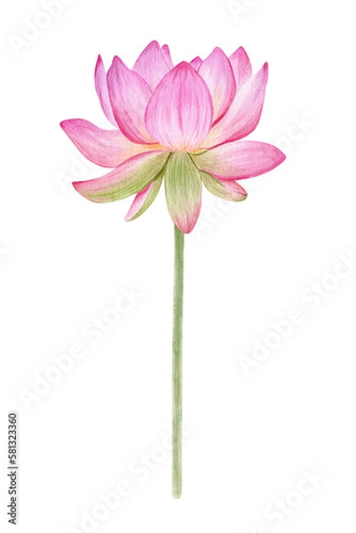 Fototapeta Pink lotus. Watercolor illustration. isolated on a white background. Chinese water lily. An element for the design of invitations, movie posters, fabrics and other items.