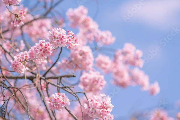 Obraz 河津桜