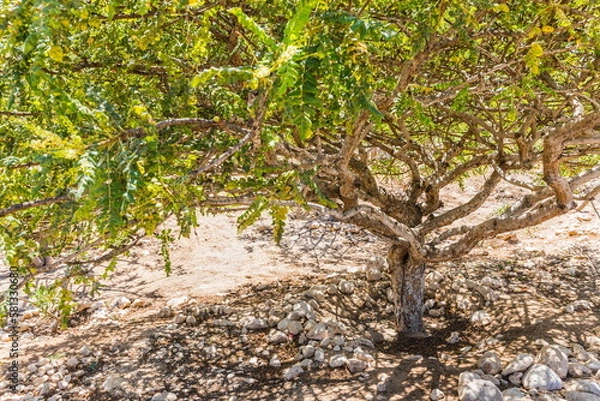 Obraz frankincense tree  on a summer sunny day in Dhofar Region in Sultanate of Oman