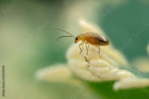 Fototapeta bug on a leaf
