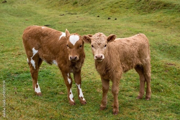 Obraz 
Two young cute calves at Fanal Forest, Madeira, Portugal, Europe. Close-up photo of two calves with green grass int the background. Fanal Forestry Station. 