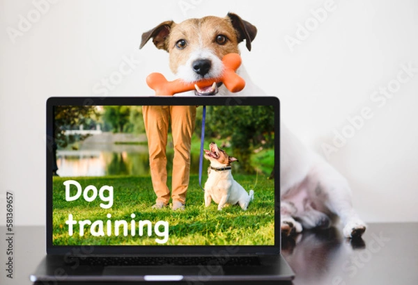 Obraz Clever dog sits behind computer. Online dog training concept.